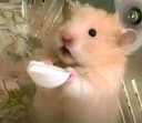 猫崽爱吃鱼