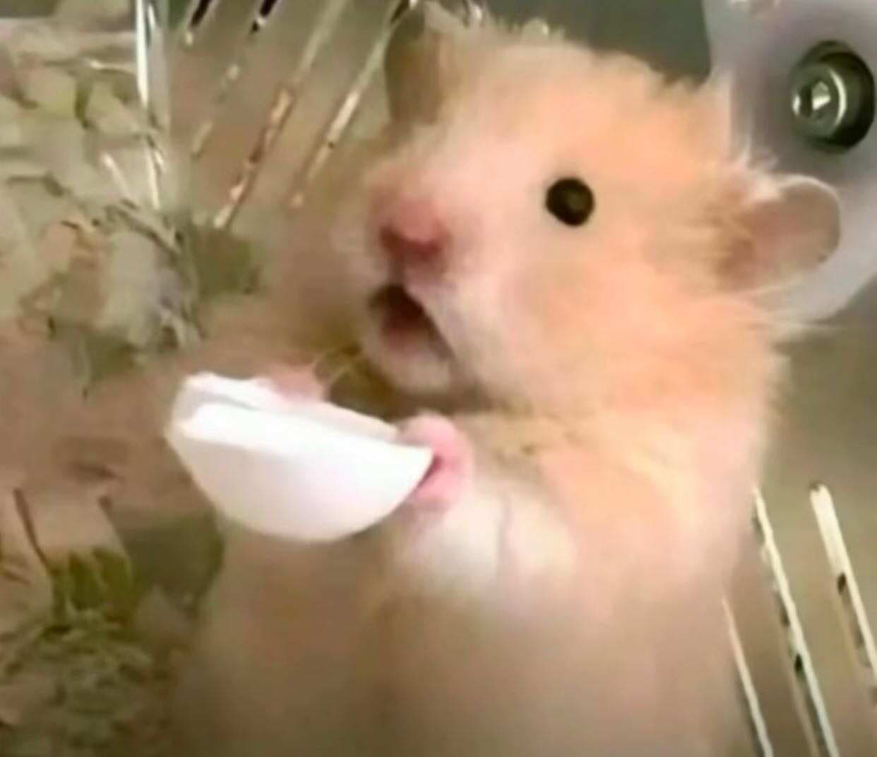 猫崽爱吃鱼
